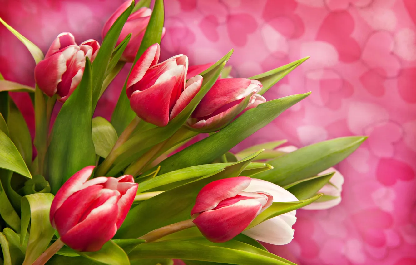 Photo wallpaper flowers, heart, tulips