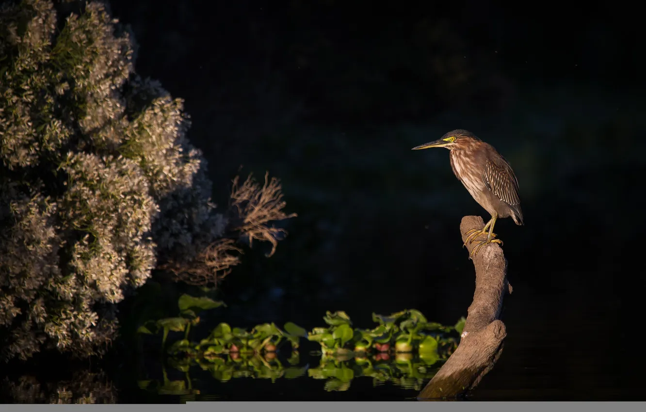 Photo wallpaper water, light, trees, night, branches, bird