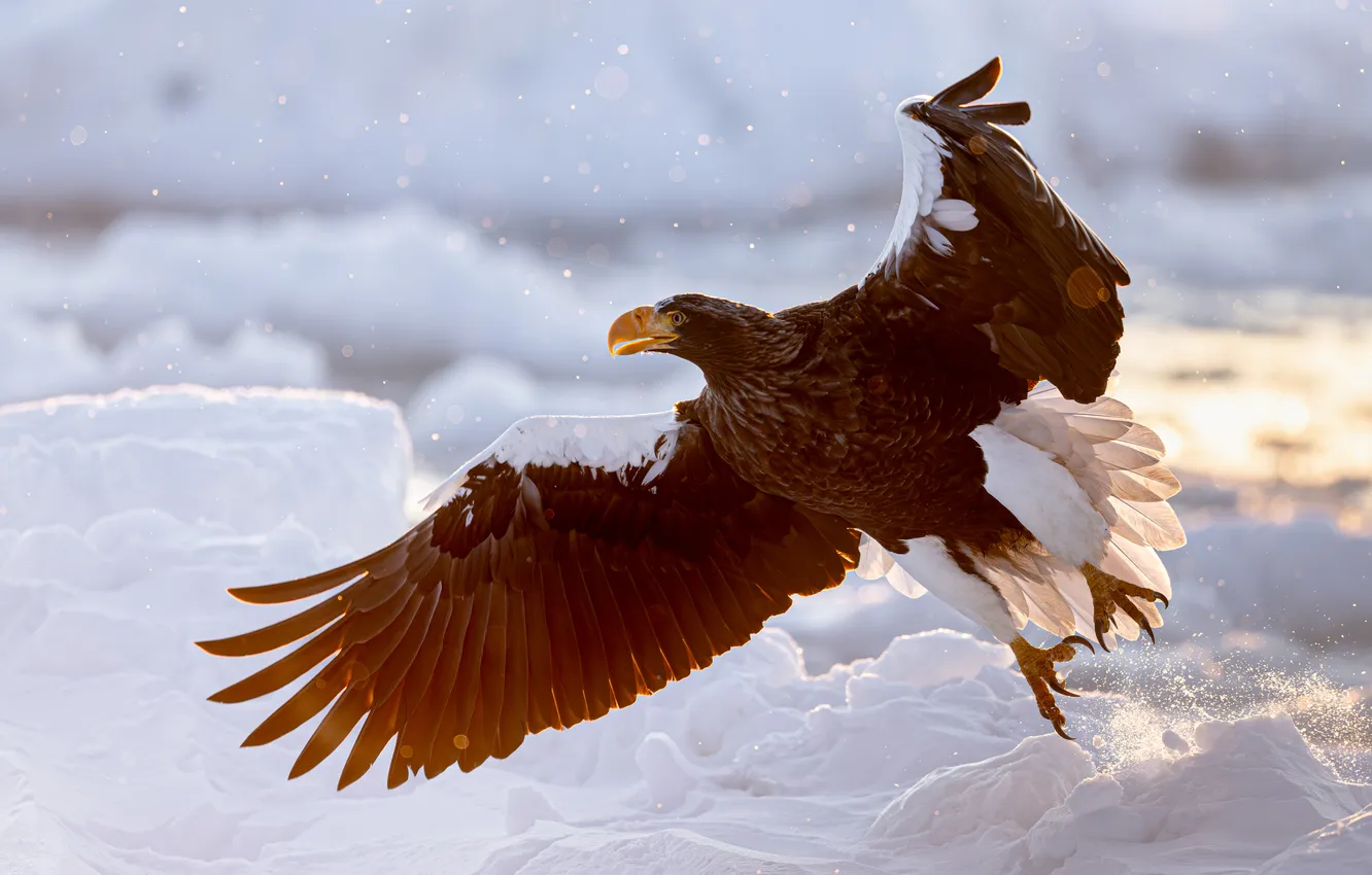 Photo wallpaper Steller's sea eagle, bird of prey, the family accipitridae, Fly away, Utsunomiya Ryo
