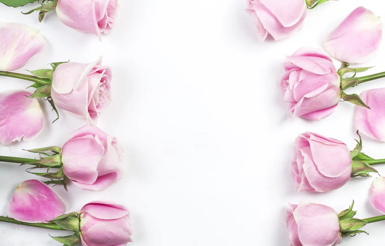 Photo wallpaper white, flowers, background, roses, petals, pink