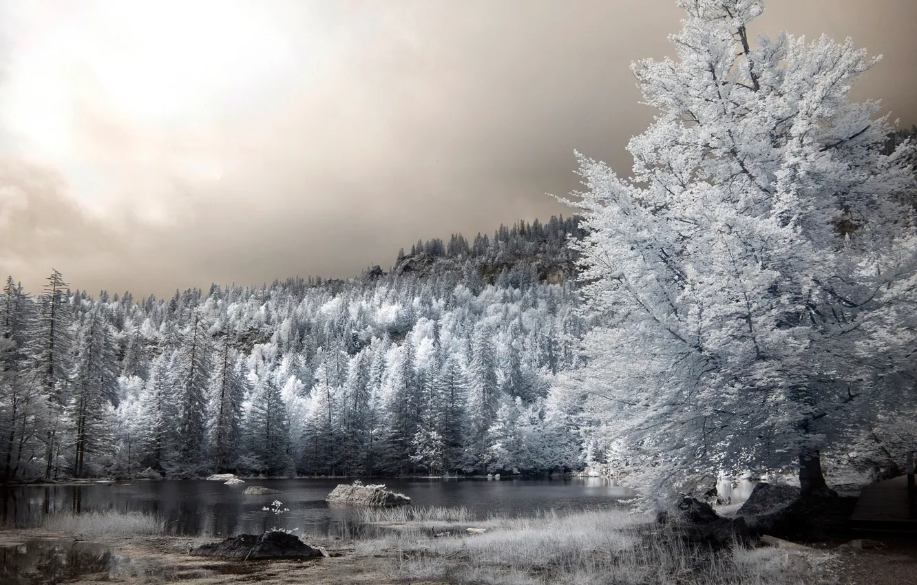 Photo wallpaper trees, lake, infrared the