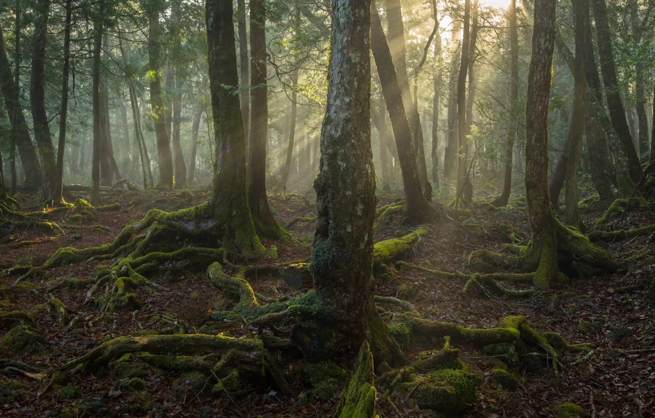 Photo wallpaper rays, light, trees, nature, roots, moss, Japan, Aokigahara Forest