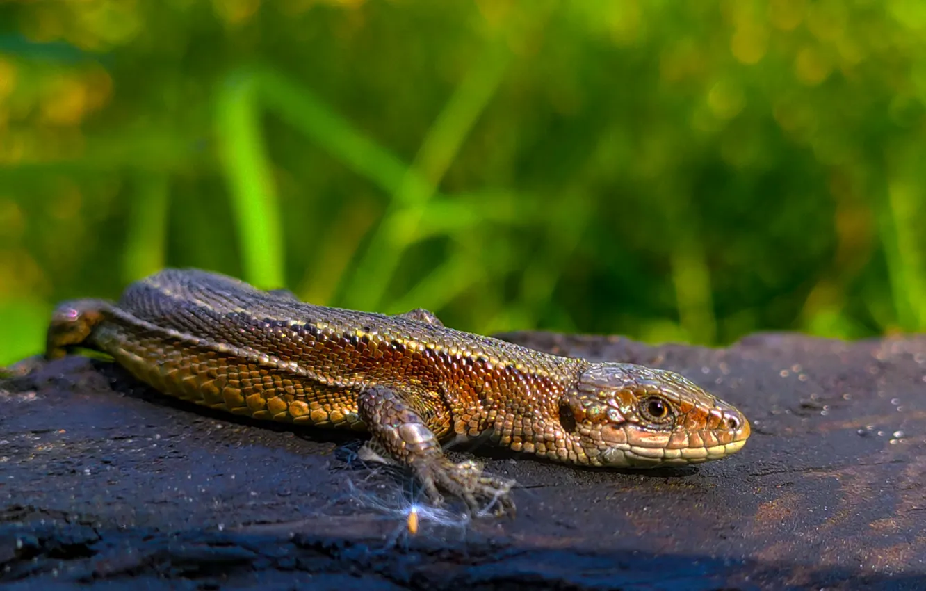 Photo wallpaper summer, animal, reptile, America