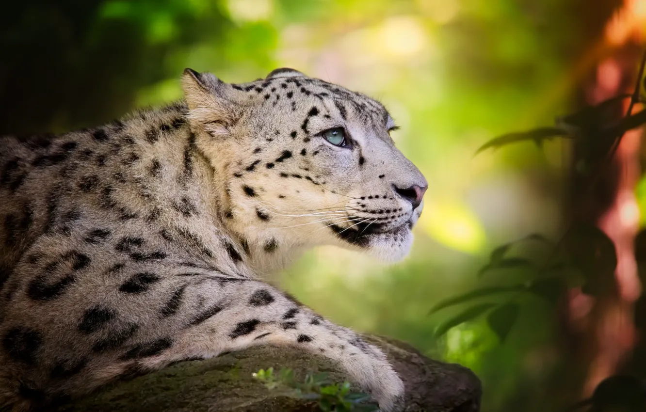 Photo wallpaper predator, IRBIS, snow leopard, big cat