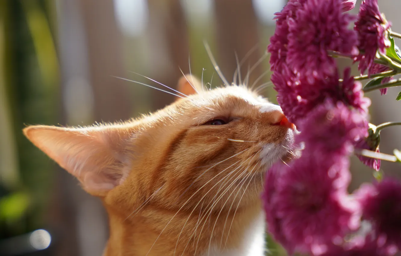 Photo wallpaper cat, cat, face, light, flowers, bouquet, red, pink