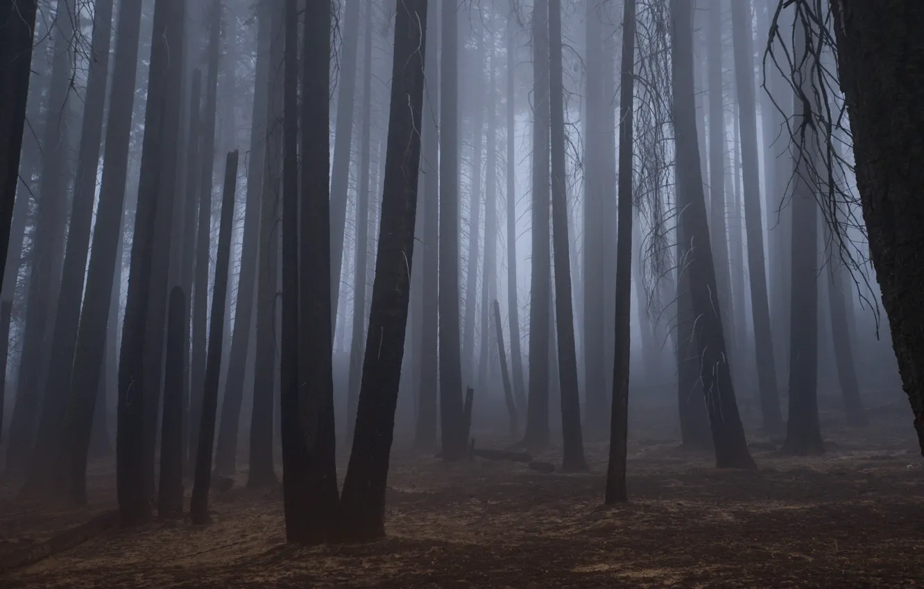 Photo wallpaper forest, trees, nature, fog, CA, USA, USA, California