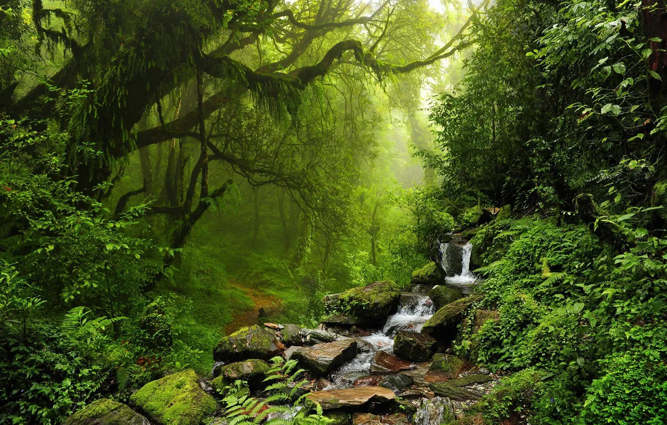 Photo wallpaper forest, trees, nature, stream, stones, path
