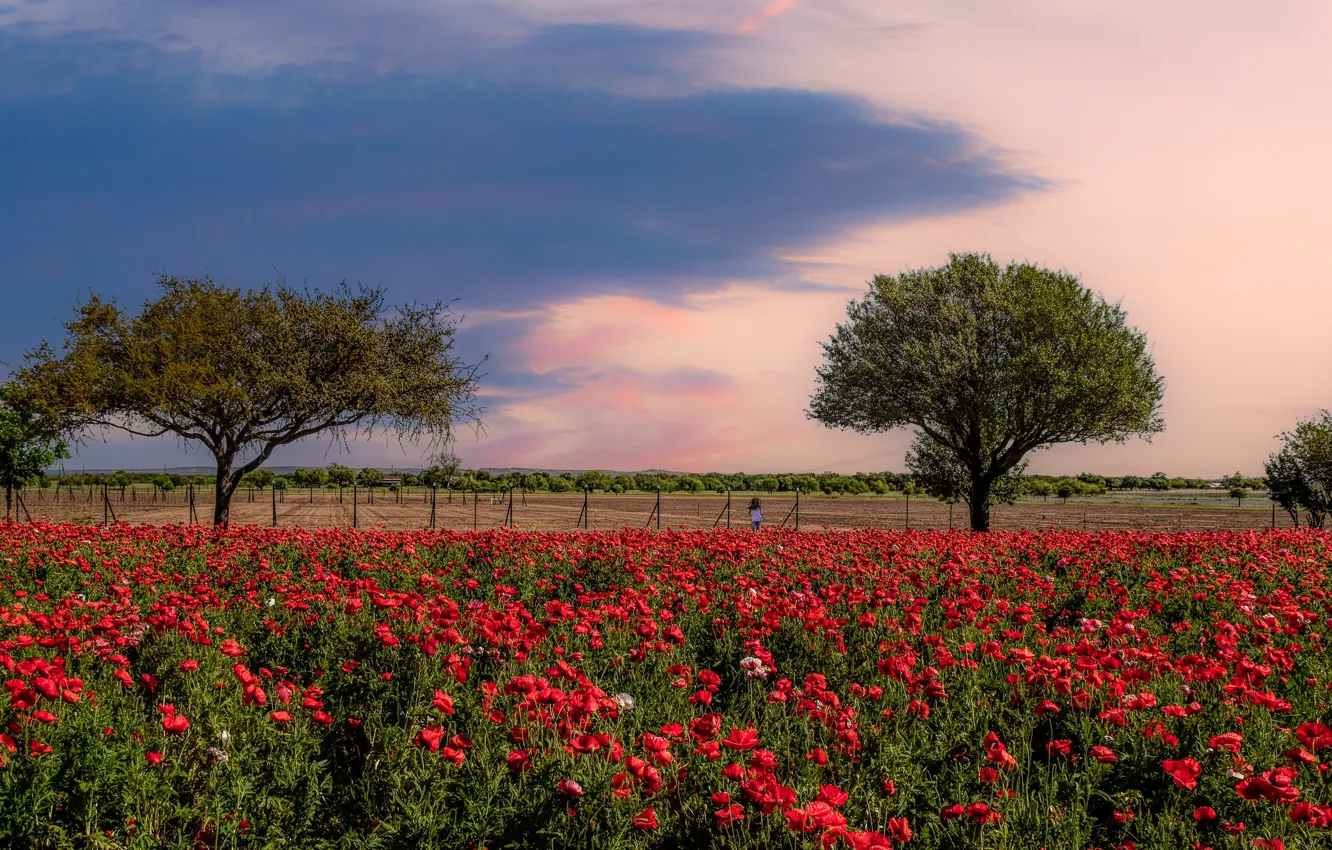 Photo wallpaper summer, the sky, trees, Maki, poppy field