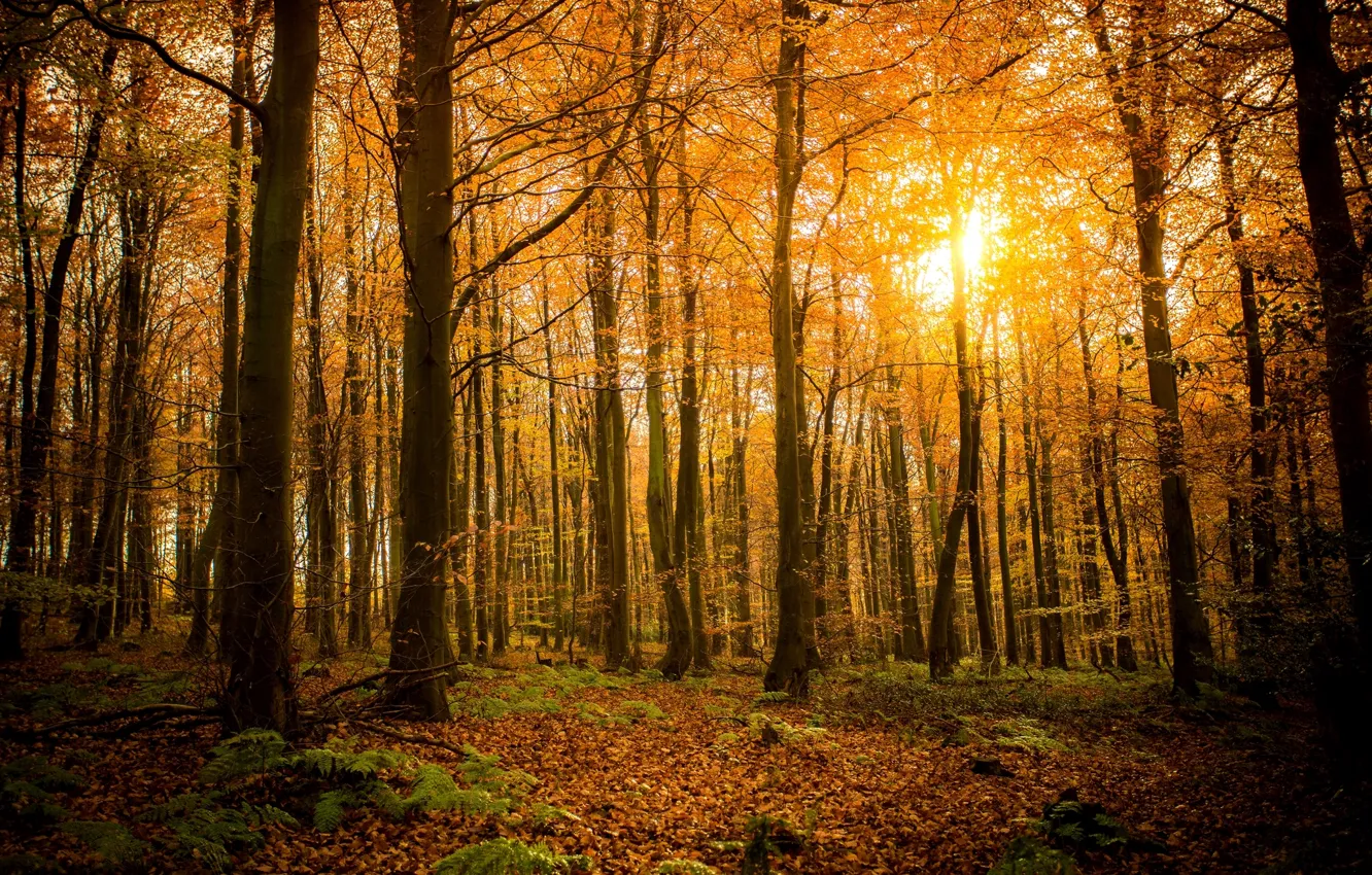 Photo wallpaper autumn, forest, leaves, the sun, light, trees, branches, nature
