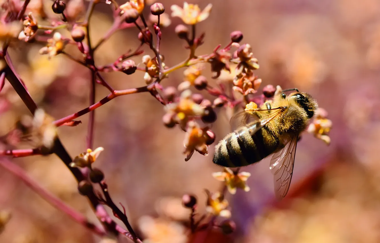 Photo wallpaper flowers, macro, background, bokeh, insect, flowering, bee, spring