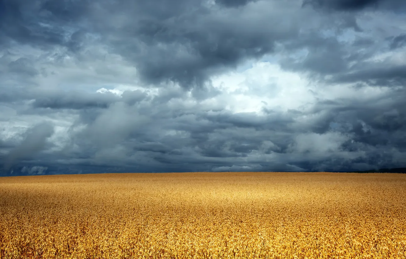 Photo wallpaper field, summer, the sky