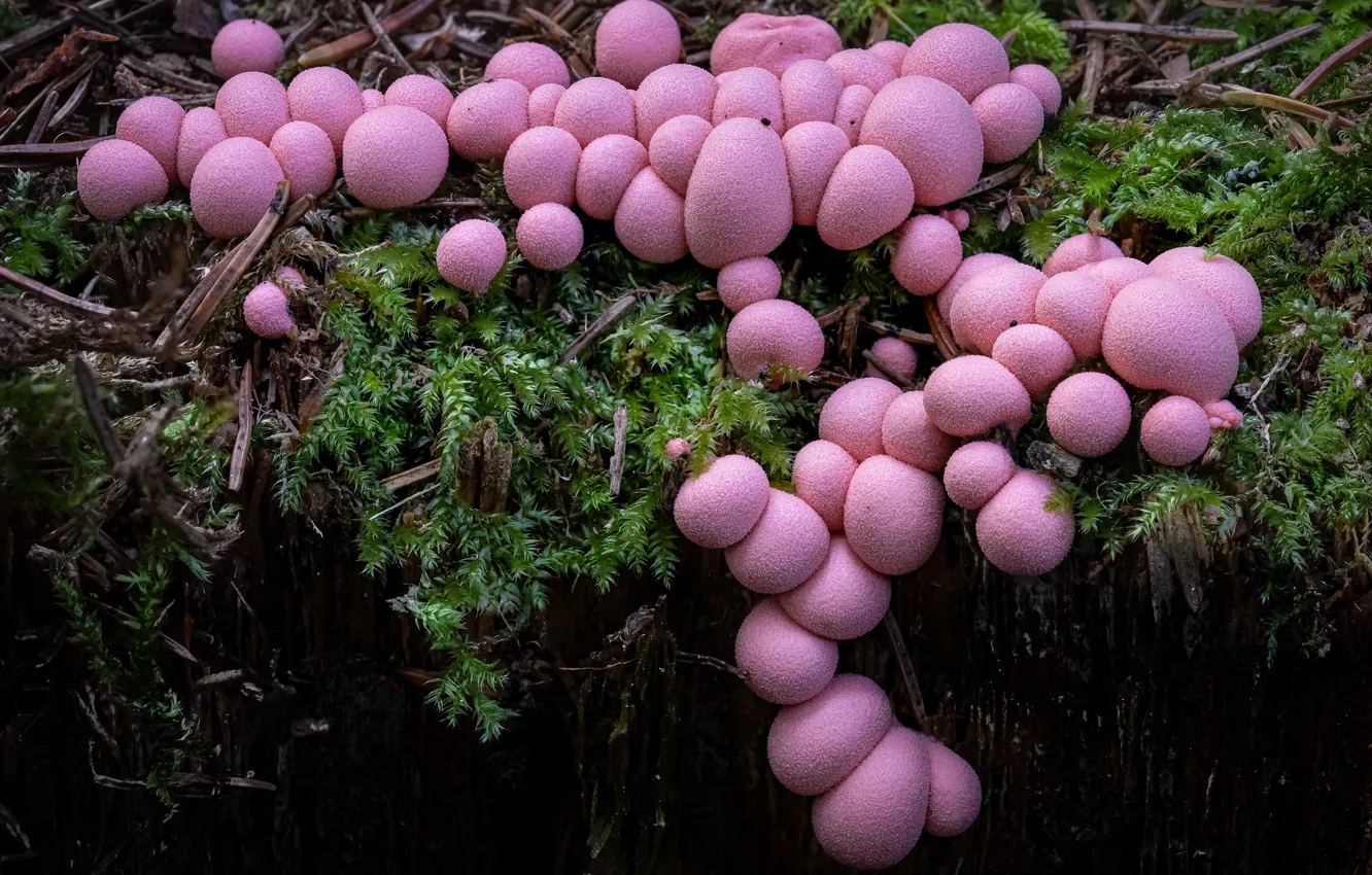 Photo wallpaper branches, nature, round, mushrooms, moss, pink, beautiful, a lot