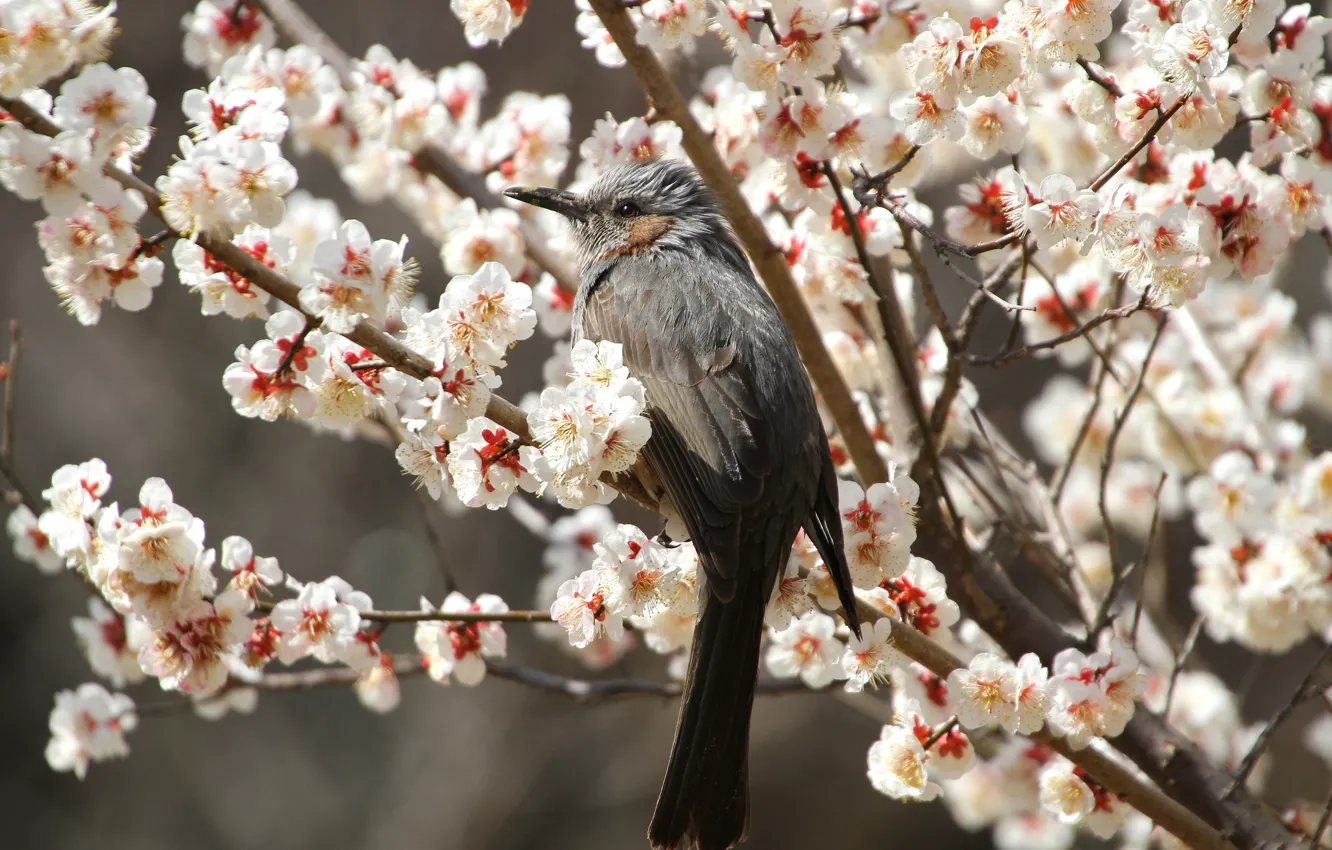 Photo wallpaper flowers, branches, cherry, bird, spring, petals, Sakura, flowering