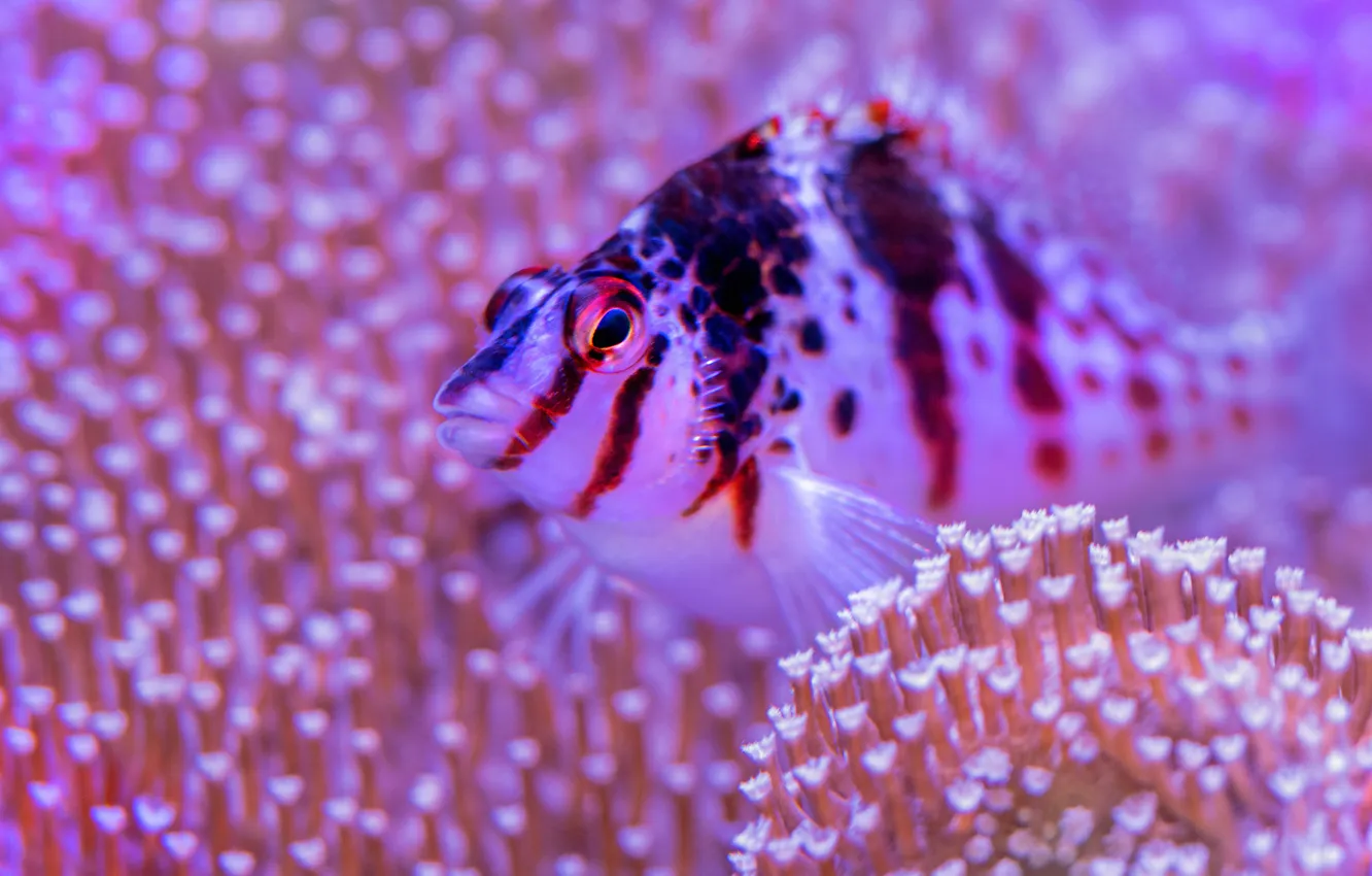 Photo wallpaper sea, look, water, fish, fish, corals, underwater world, under water