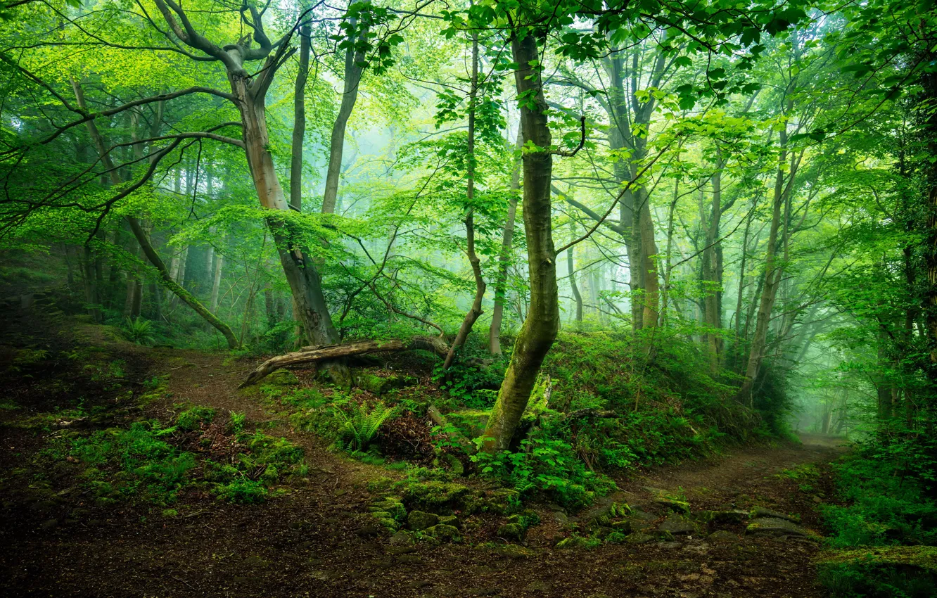 Photo wallpaper forest, trees, fog, UK, path, Two Dales, Nr Matlock