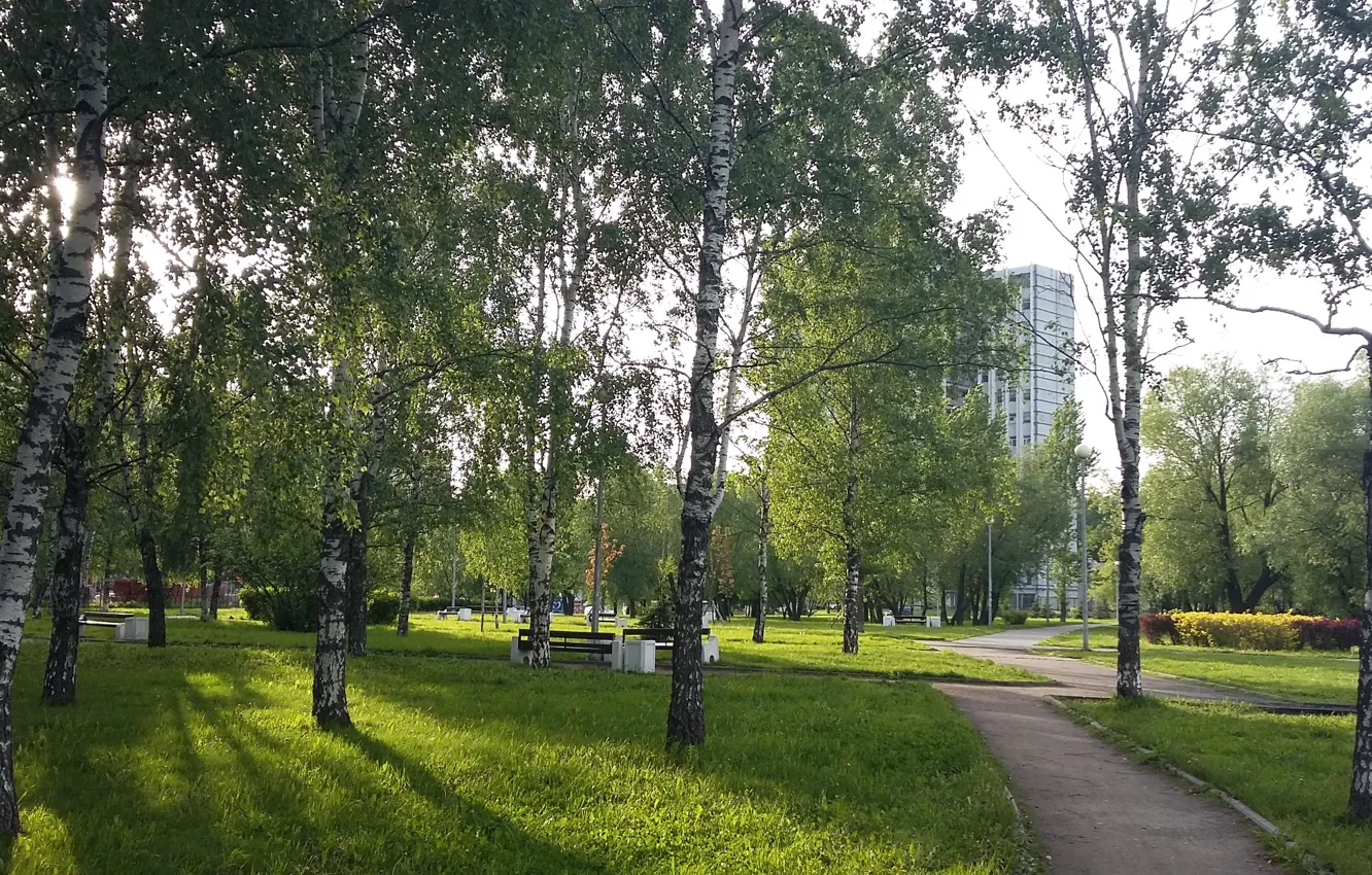 Photo wallpaper greens, trees, track, spring, shadows, birch, sunlight, city Park