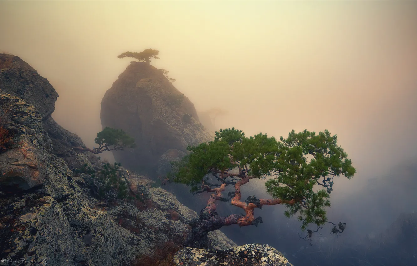 Photo wallpaper autumn, trees, mountains, nature, fog, pine, Crimea, Demerdzhi