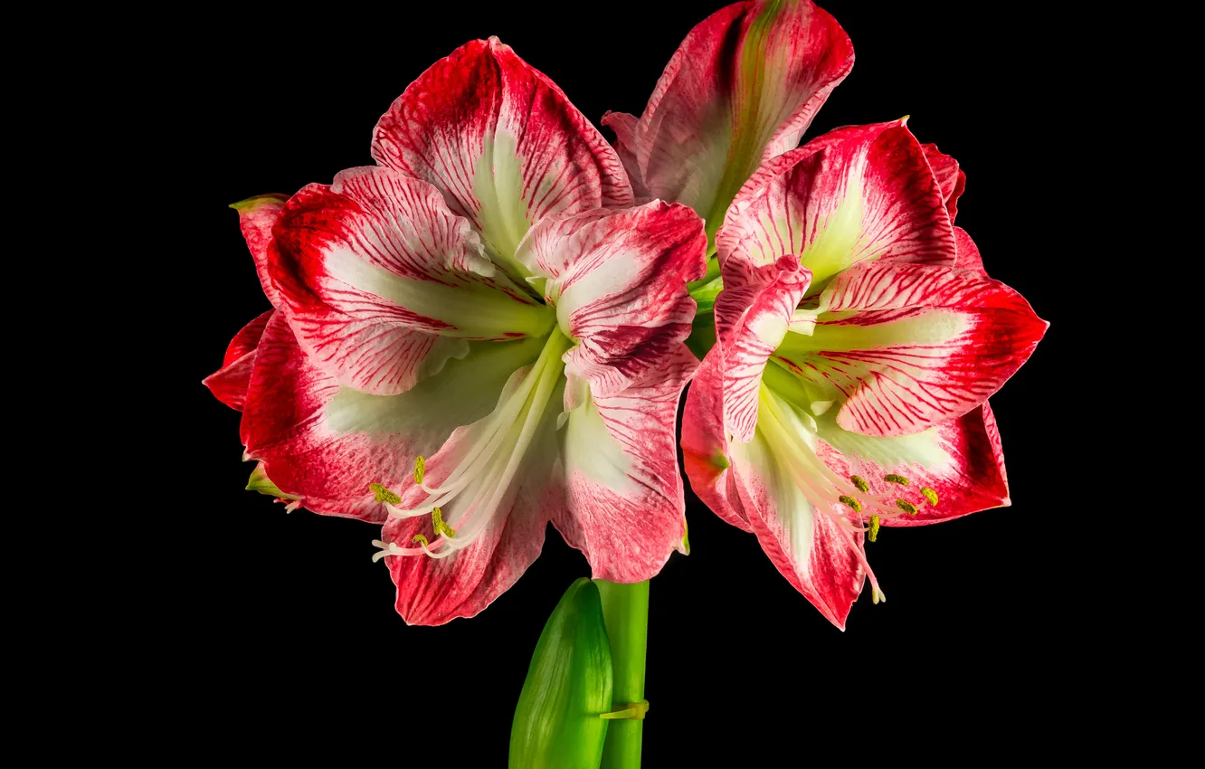 Photo wallpaper flowers, black background, Amaryllis