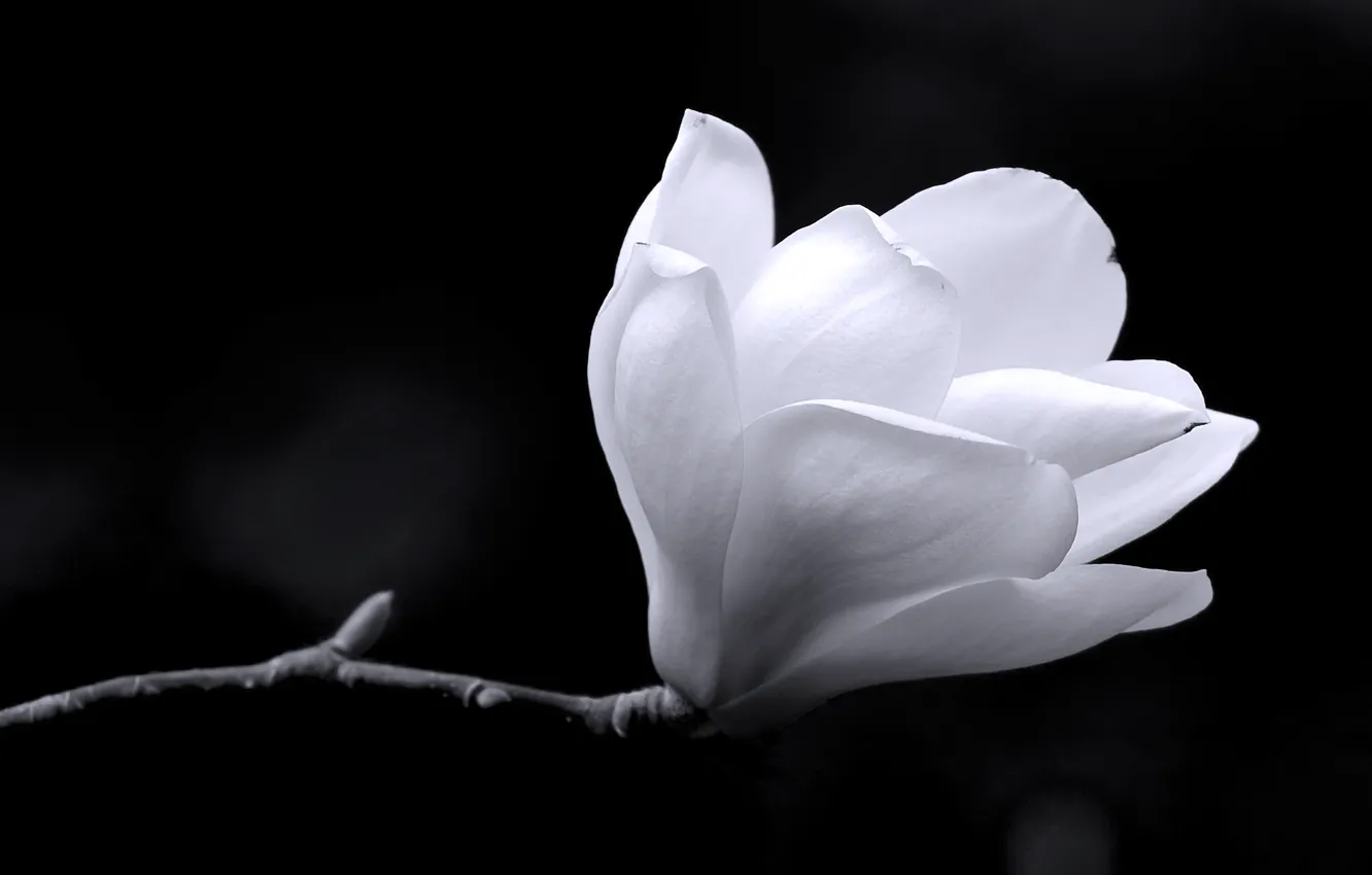 Photo wallpaper white, black, background, magnolia