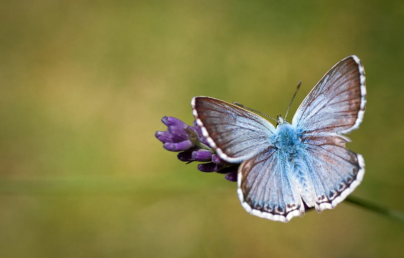 Photo wallpaper flower, background, butterfly, wings
