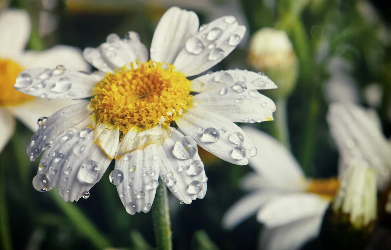 Photo wallpaper drops, macro, flowers, nature, chamomile, petals