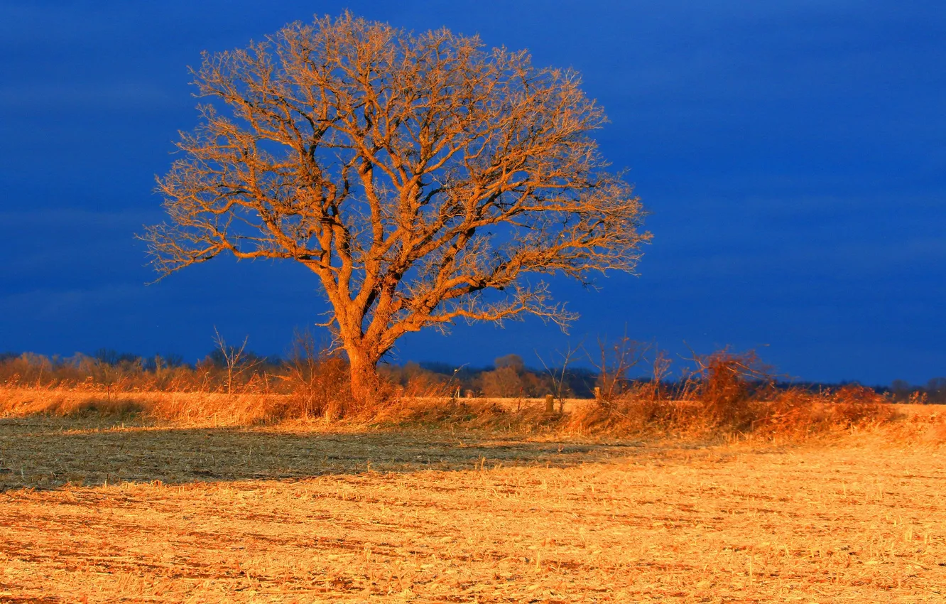 Photo wallpaper field, autumn, the sky, tree