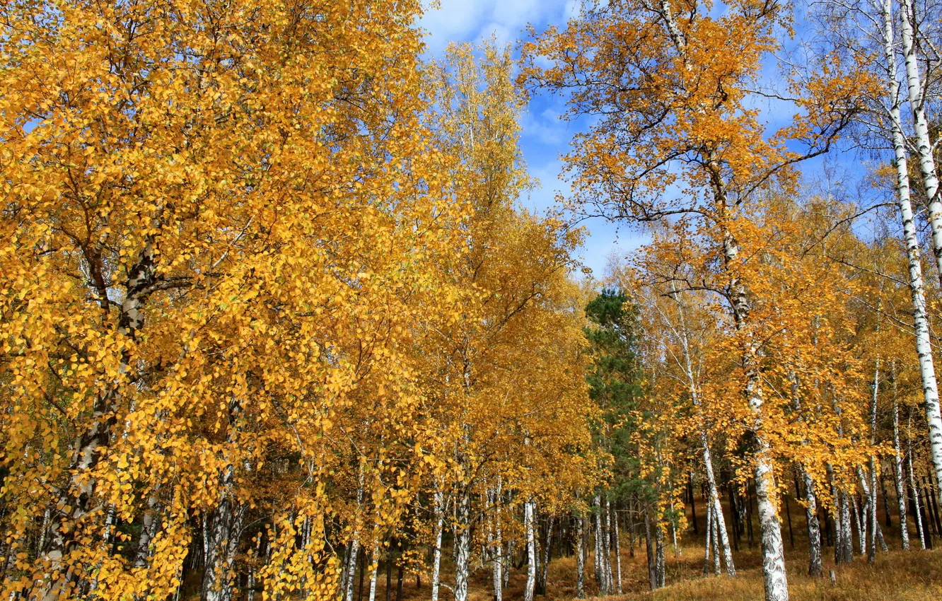 Photo wallpaper autumn, trees, nature, photo, Russia, birch