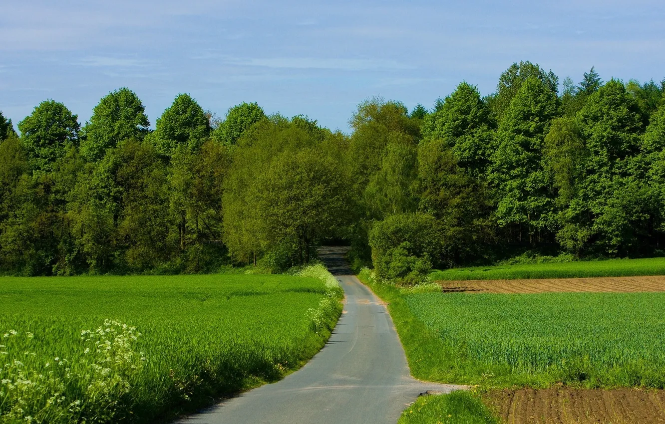 Photo wallpaper road, greens, field, forest, trees