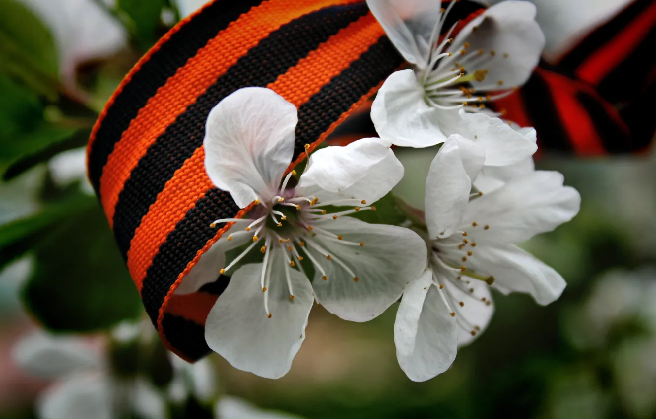 Photo wallpaper flowers, spring, victory day, tape, white, GEORGE