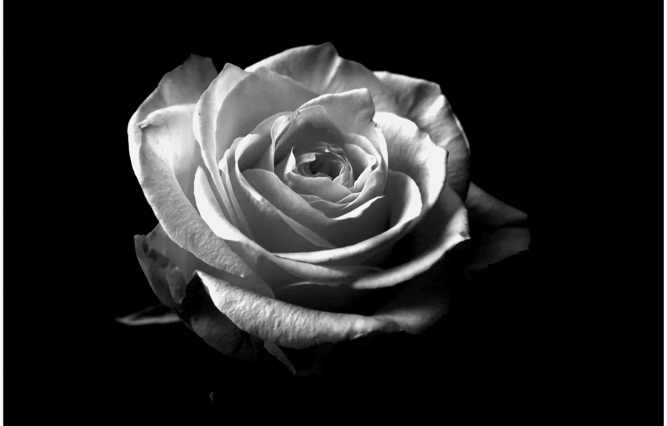 Photo wallpaper flowers, rose, black and white, rose, flower
