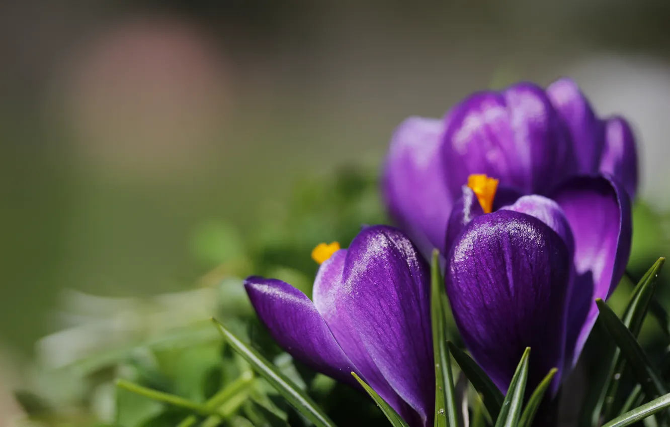 Photo wallpaper macro, background, crocuses, saffron, Crocus