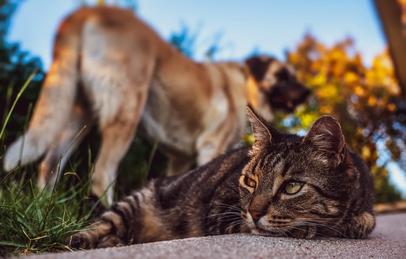 Photo wallpaper autumn, cat, the sky, cat, look, face, light, nature