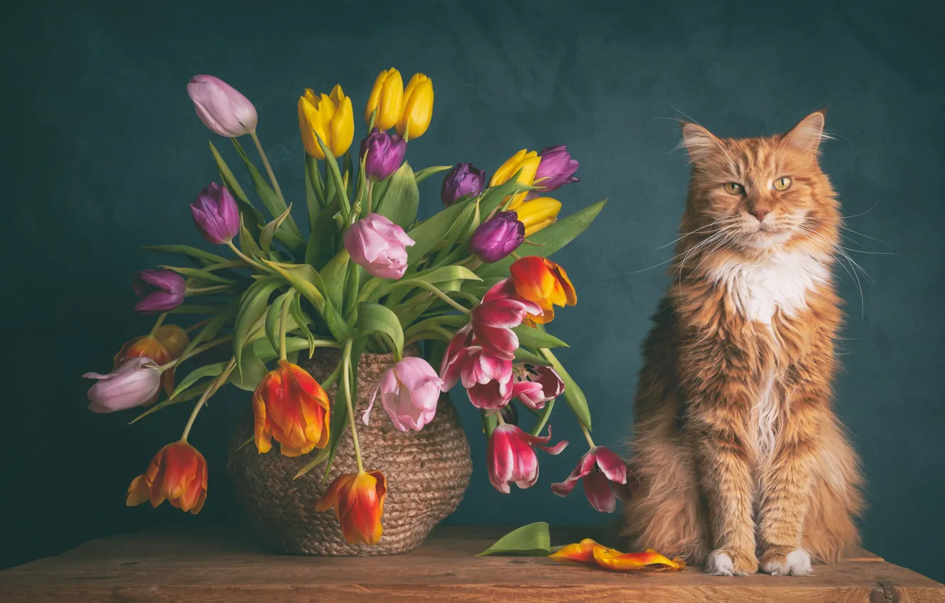 Photo wallpaper cat, cat, tulips