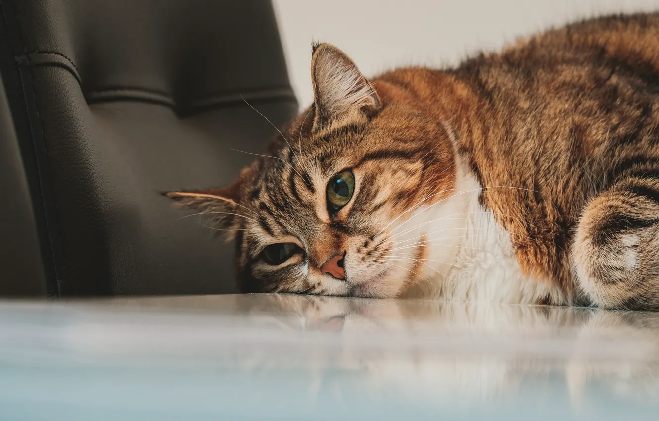 Photo wallpaper cat, stay, muzzle, Kote, cat