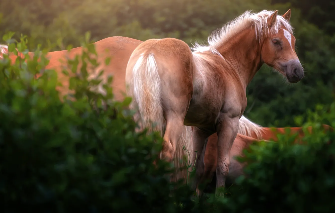 Photo wallpaper horse, horse, the bushes