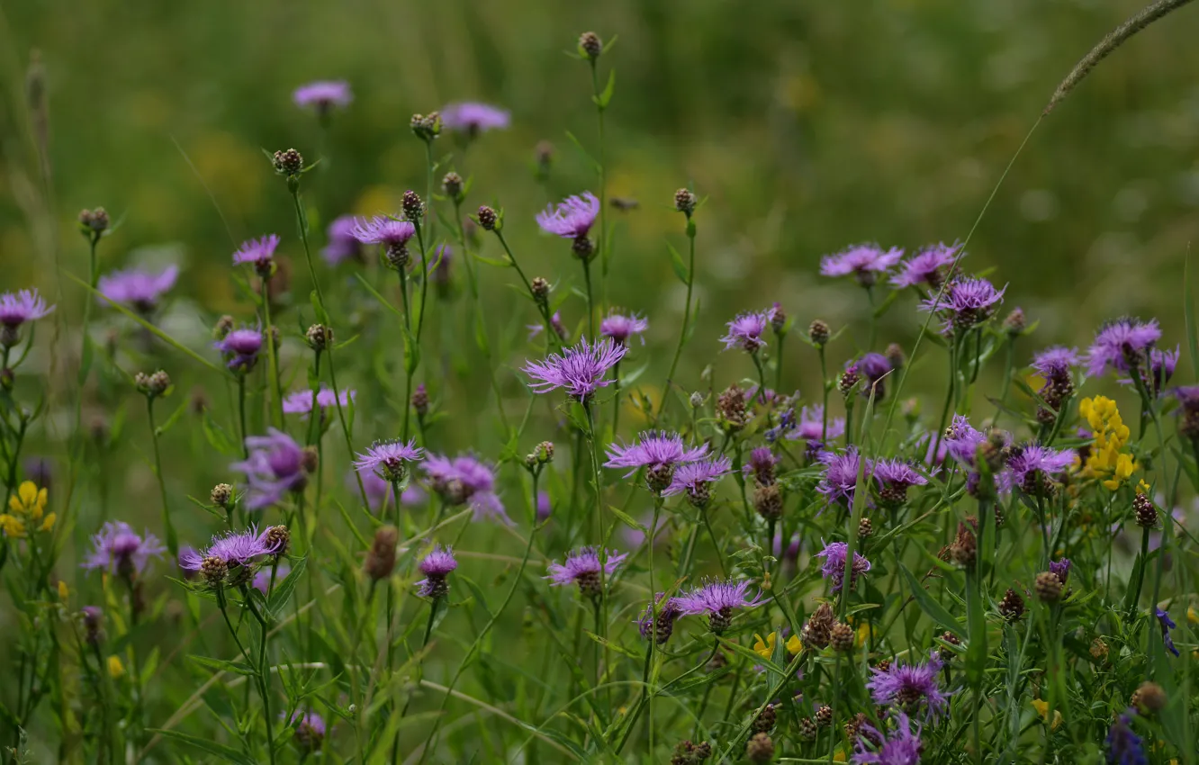 Photo wallpaper summer, nature, meadow, wildflowers