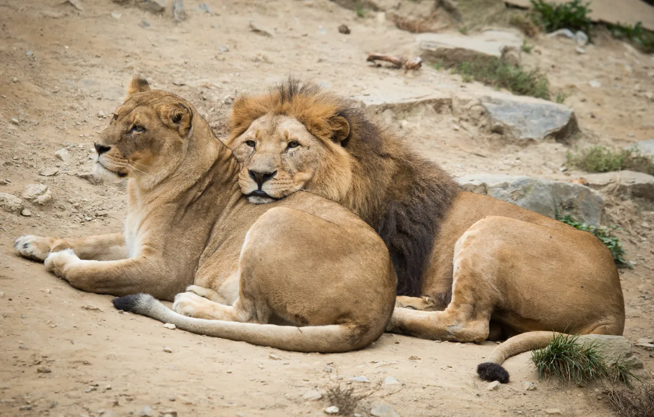 Photo wallpaper cats, stay, Leo, pair, lions, lioness