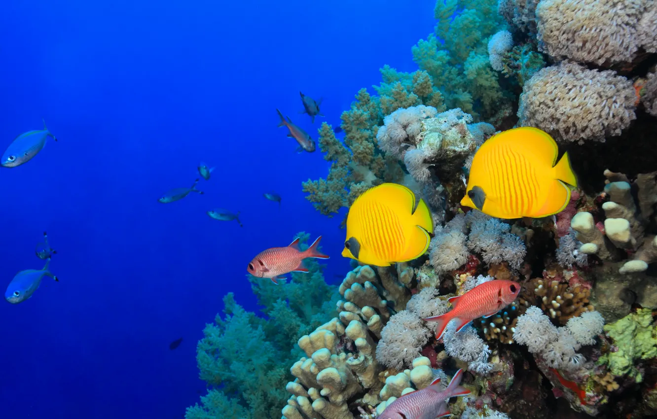 Photo wallpaper sea, fish, corals
