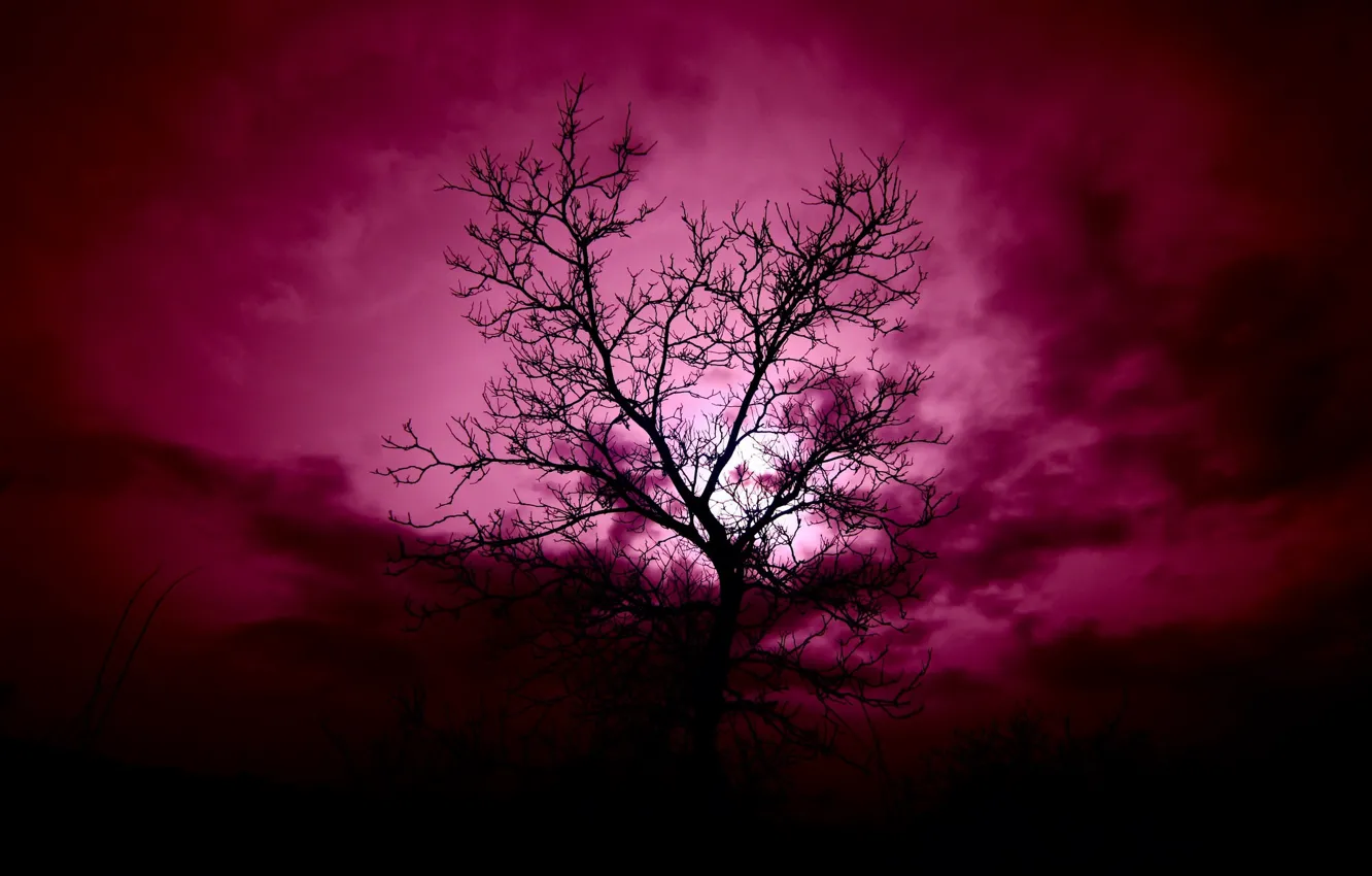 Photo wallpaper the sky, night, tree