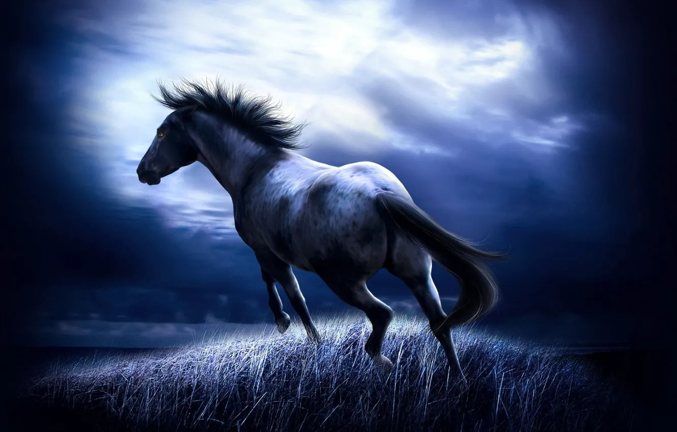 Photo wallpaper field, night, horse