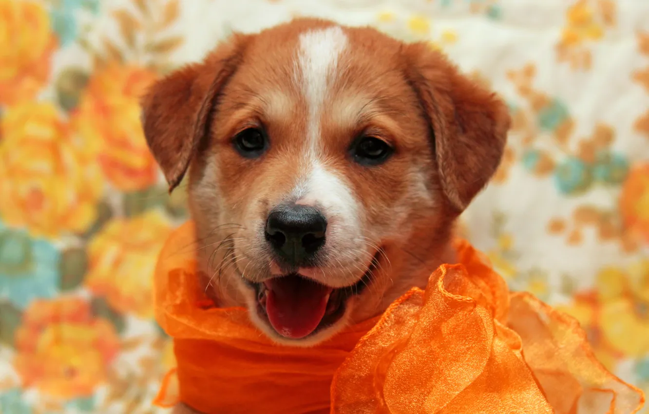 Photo wallpaper background, dog, puppy, red, scarf, photoshoot, Wallpaper from lolita777