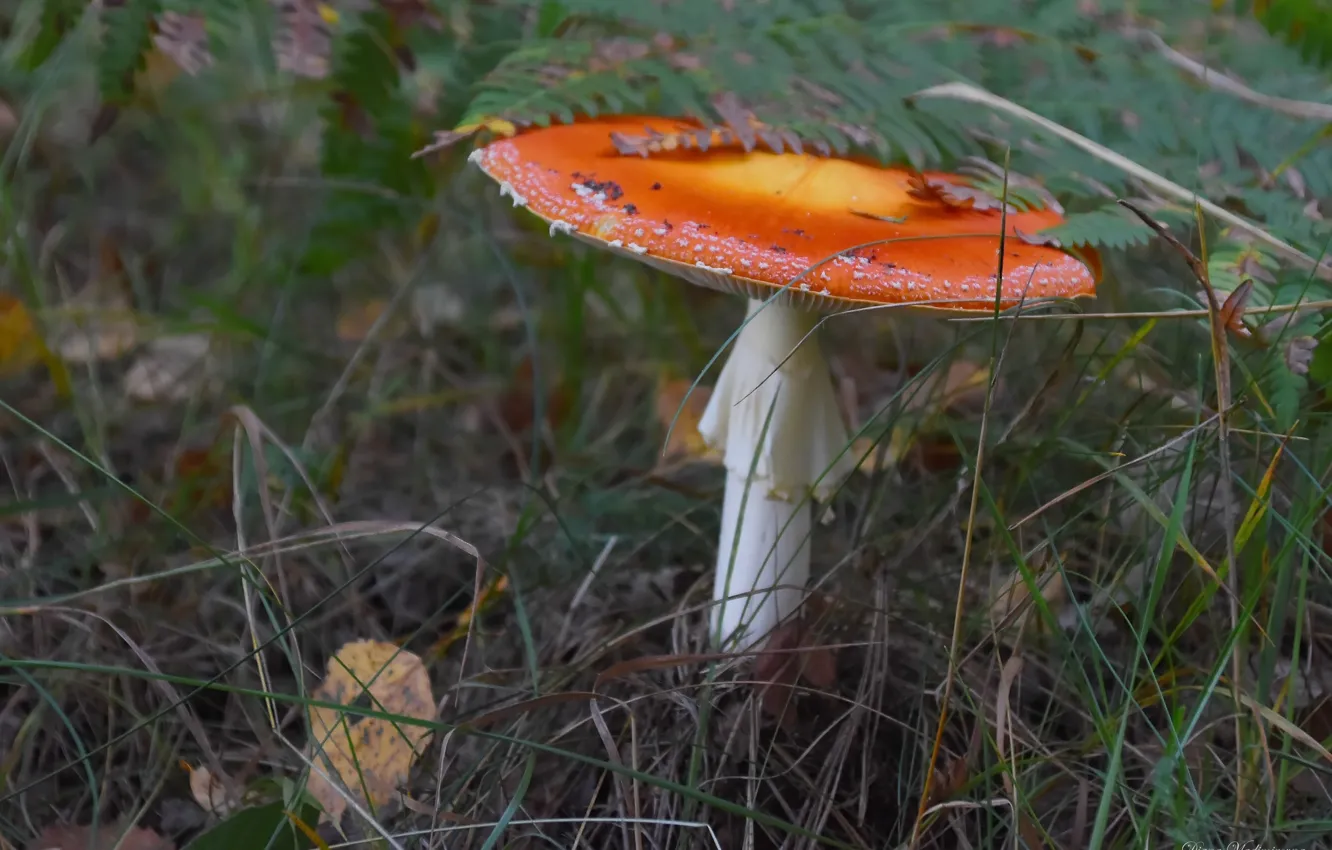 Photo wallpaper autumn, nature, mushrooms, mushroom