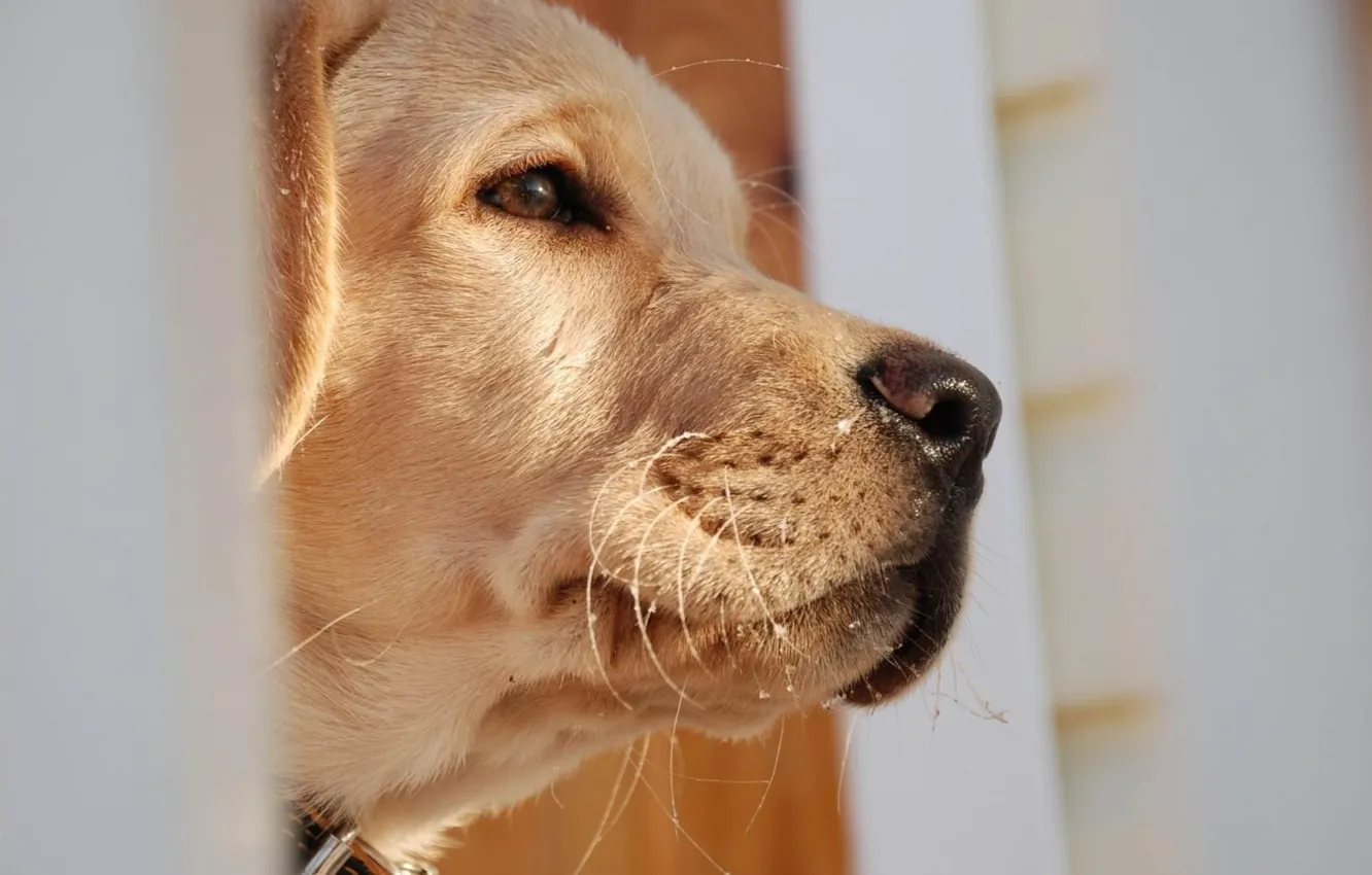 Photo wallpaper nature, dog, Family, animal, mammal, Can, Perro