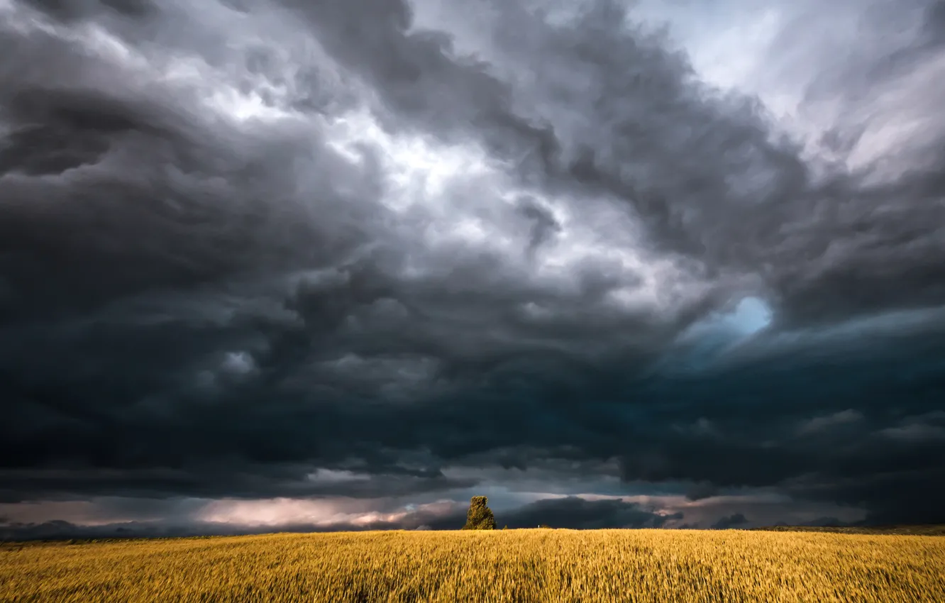 Photo wallpaper field, the sky, trees, clouds, the wind, ears, storm, bad weather