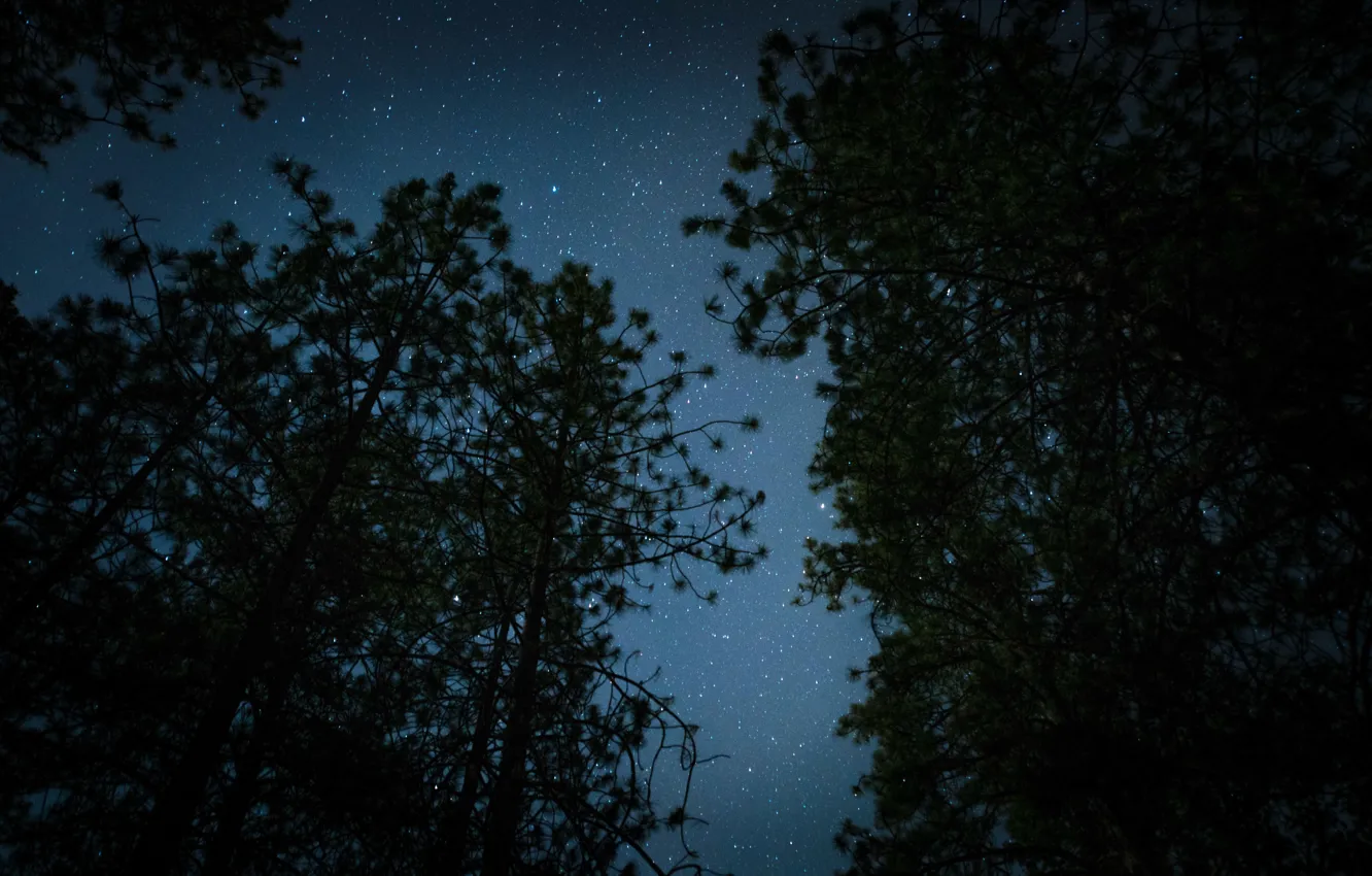 Photo wallpaper forest, the sky, stars, trees, night, nature