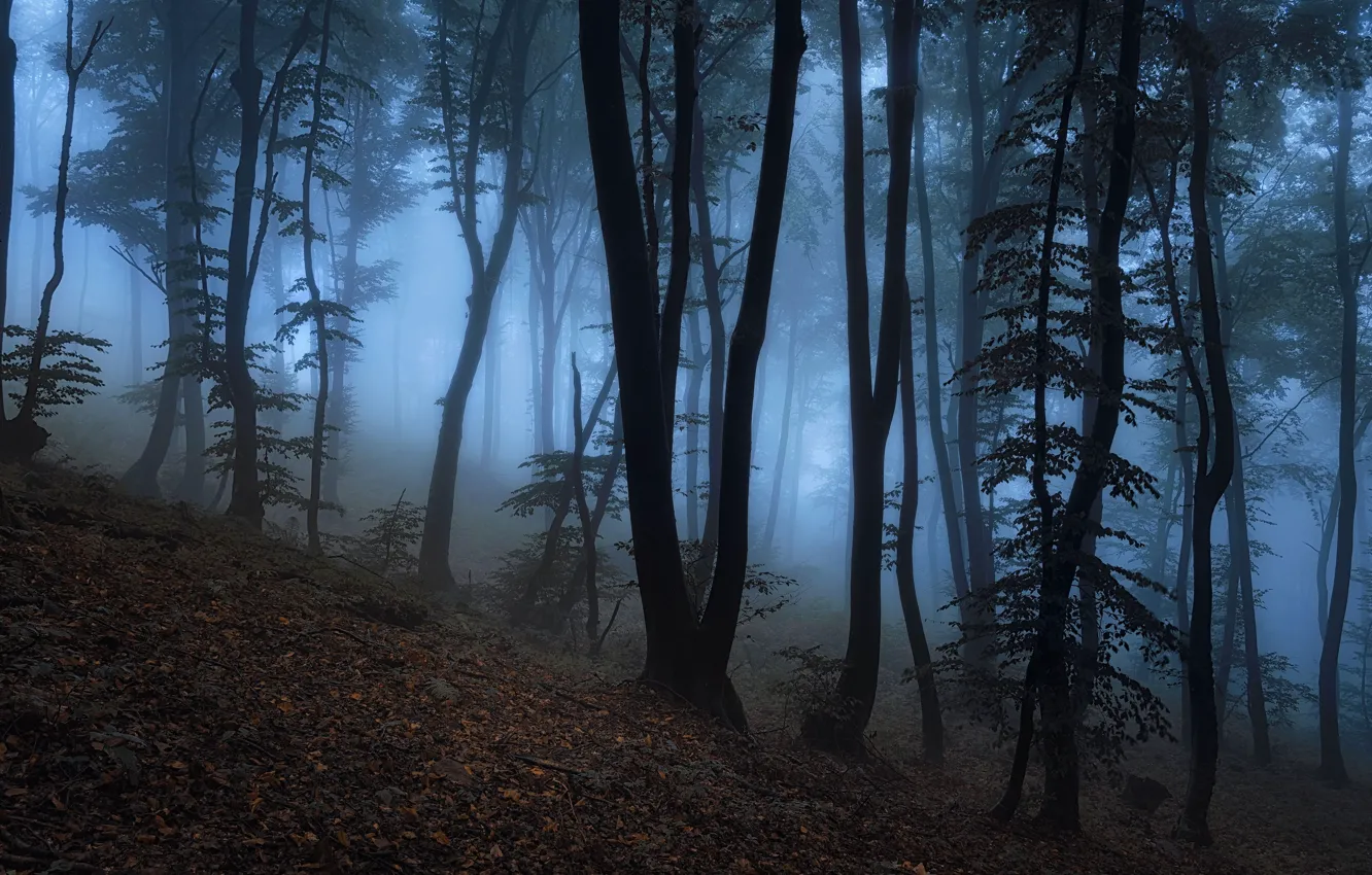 Photo wallpaper forest, trees, nature, fog, twilight