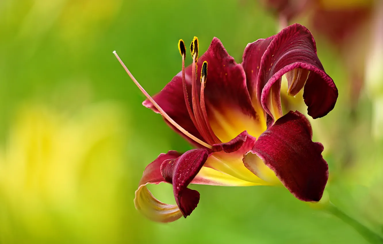 Photo wallpaper macro, petals, Tiger Lily