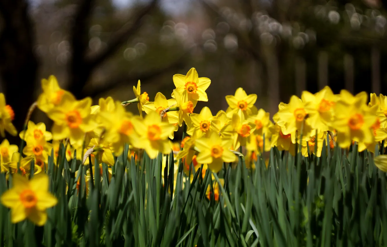 Photo wallpaper leaves, flowers, the dark background, spring, yellow, garden, flowerbed, a lot