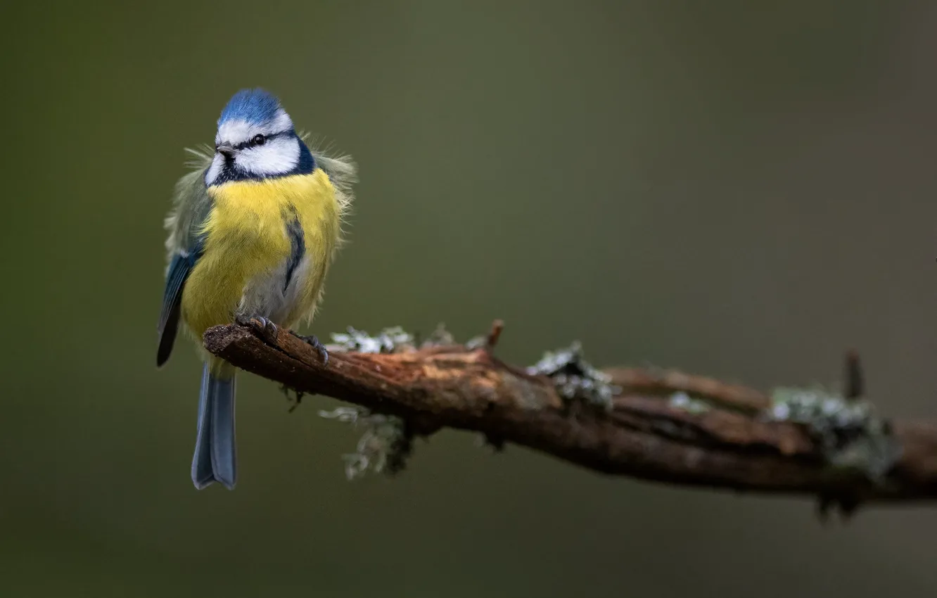Photo wallpaper bird, branch, blue tit, blue tit