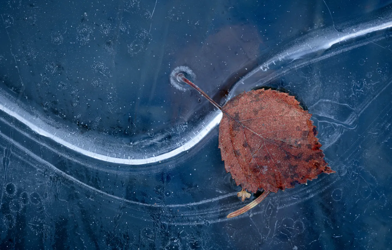 Photo wallpaper winter, ice, leaf